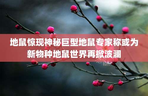 地鼠惊现神秘巨型地鼠专家称或为新物种地鼠世界再掀波澜