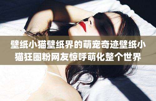 壁纸小猫壁纸界的萌宠奇迹壁纸小猫狂圈粉网友惊呼萌化整个世界